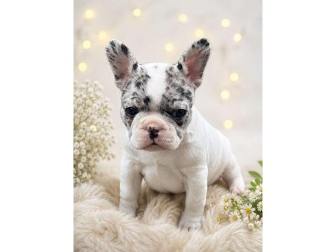 French bulldog yavruları