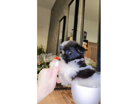 Büyümeyen boy minyatür teacup morkie bebek
