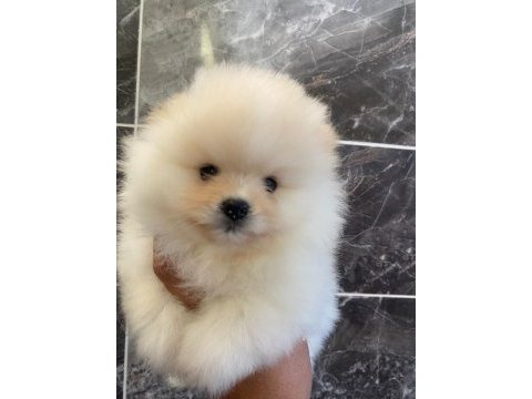 Tea cup pomeranian