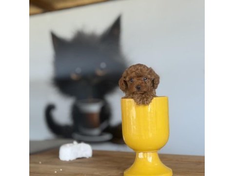 Red brown poodle yavrularımız