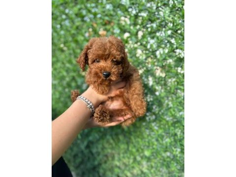 Toy poodle köpeğimiz 3 aylık