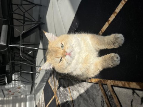 Ny11 erkek british shorthair