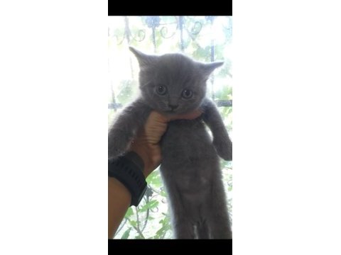 British shorthair