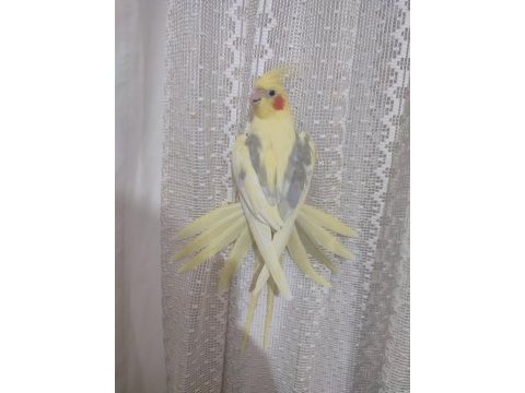 Böylesi daha yok sultan papağanı