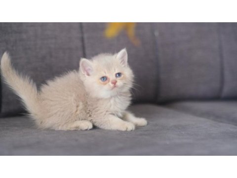Orijinal safkan british lilac golden shaded erkek
