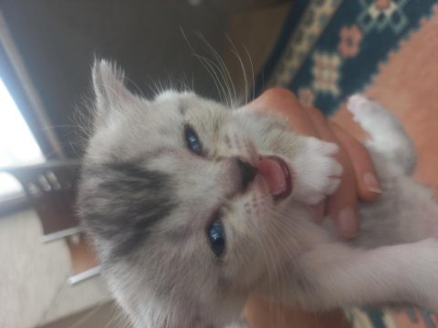 British shorthair 1 aylık
