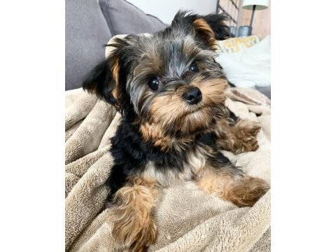 Yorkshire terrier yavrularımız