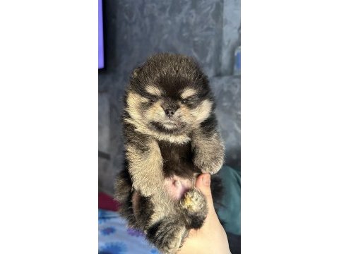 3 aylık pomeranian boo ayı surat