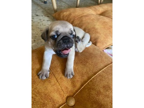 Yavru pug mops