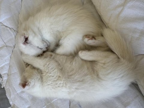 55 günlük scottish fold yavrular yeni yuvalarını arıyorlar