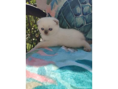Scottish fold blue point a kalite