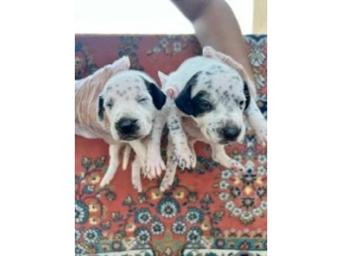 Irk ve sağlık garantili dalmaçyalı yavrularımız