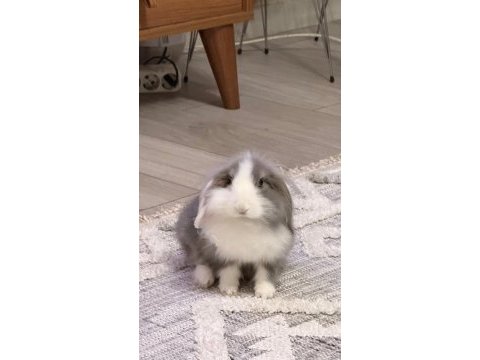Sağlıklı bakımlı lop tavşanı 4 aylık