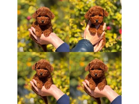 Toy poodle bebek köpeğimiz