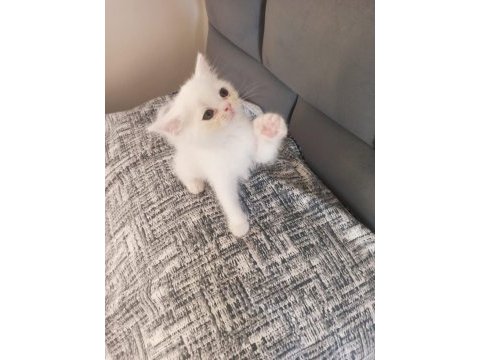 British shorthair ve scottish fold yavrular