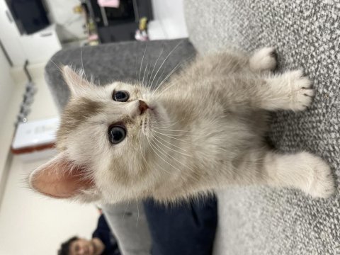 Golden british shorthair oğlumuz
