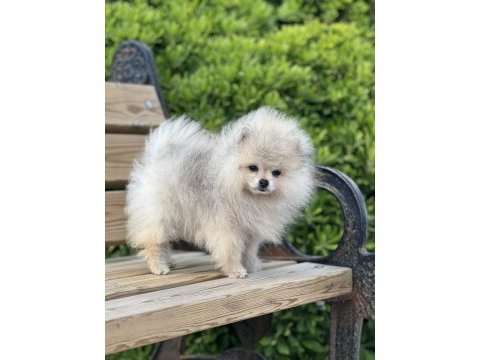 Teacup pomeranian boo