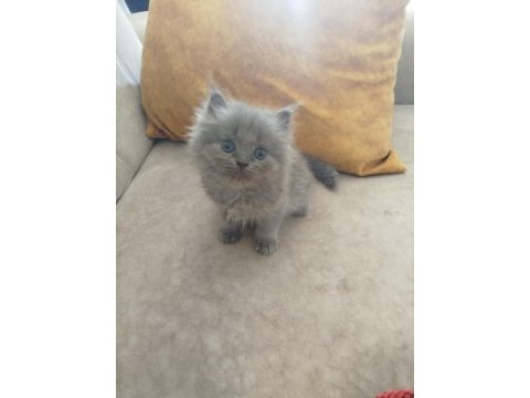 British longhair yavrular
