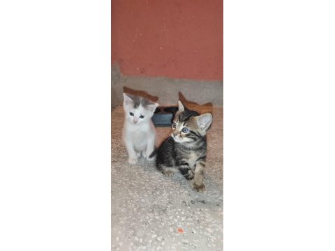 Kedilere acil yuva aranıyor