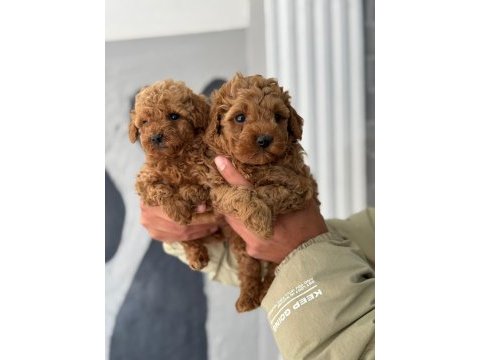 Poodle bebekler
