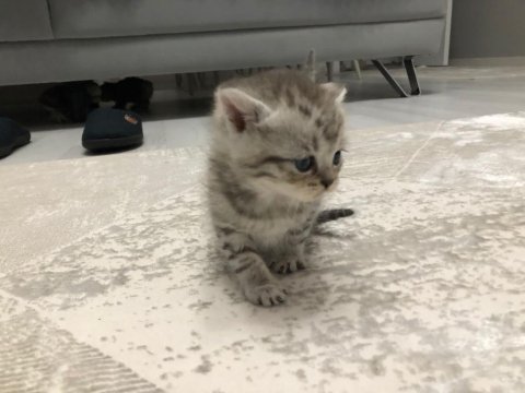 25 nisan doğumlu british shorthair yavrularım