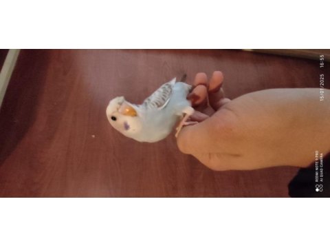 1.5 aylık yavru muhabbet kuşları