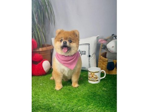 17 aylık dişi orijinal kızanda pomeranian