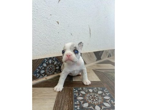 Görebileceğiniz en tatlı french bulldog bebekler