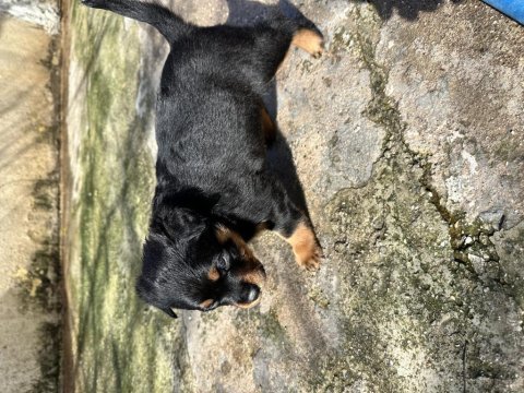Saf kan rottweiler yavrularım