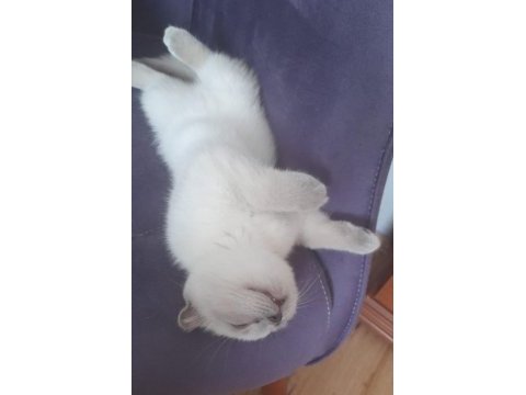Dişi blue point sakin scottish fold yavru