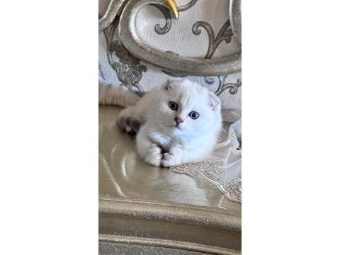 Yavru scottish fold kedimize yuva arıyoruz