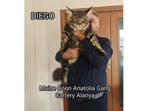 Şecereli maine coon yavrular alanya
