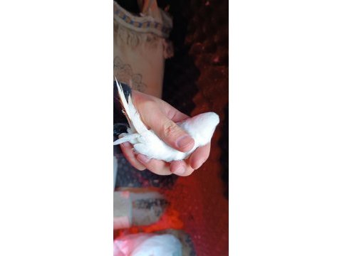 Sol ayak aksıyor beyaz albino kırmızı göz muhabbet kuşu