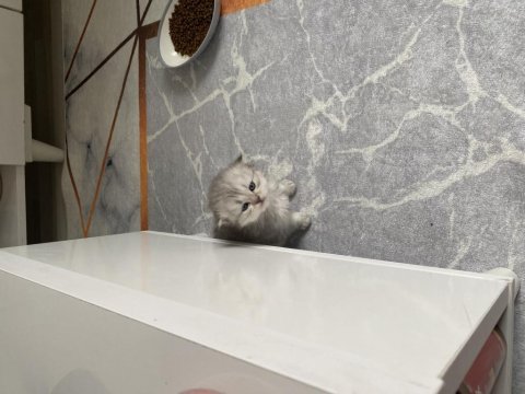 Eskişehir tepebaşı british longhair