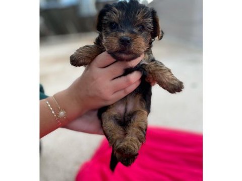 Yorkshire terrier 50 günlük