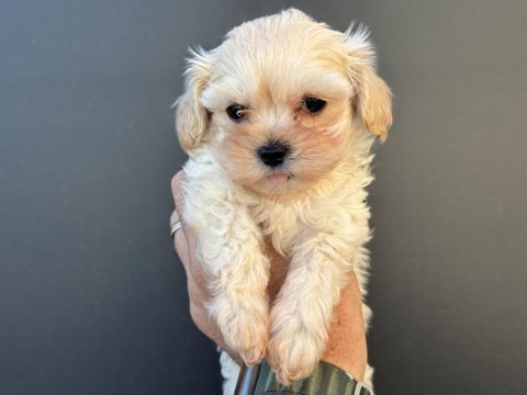 Tea cup kore maltipoo petmode de ziyarete açık