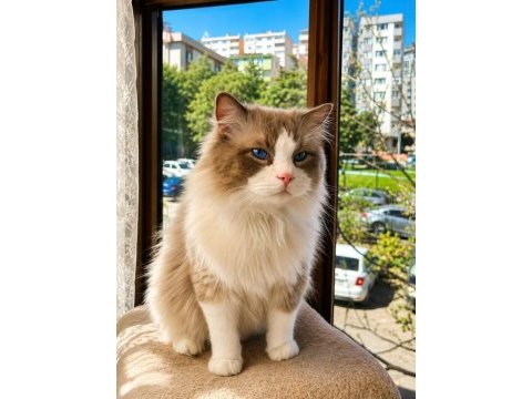 Ücretsiz ragdoll kedimiz