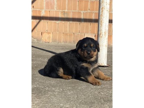 Koca kafa macar rottweiler