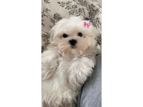 Maltese terrier adrese teslim, kapıda ödeme yapabilirsiniz