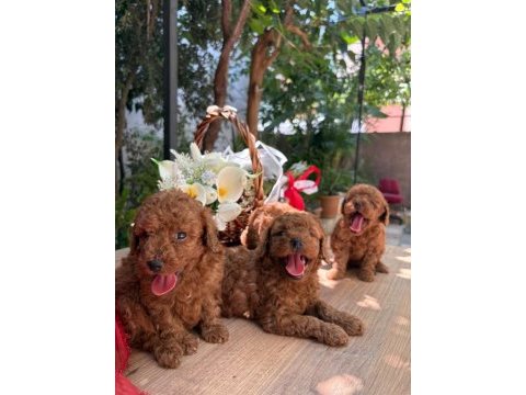 Yeni yuvası için hazır kore kan poodle bebekler