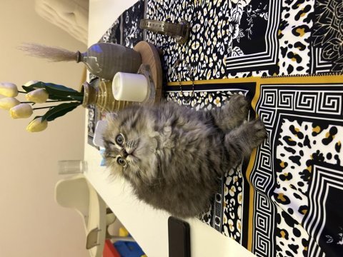 Scottish fold yavrularım