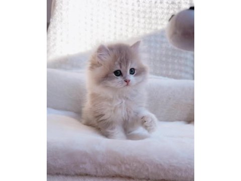 Blh ay12 erkek british longhair