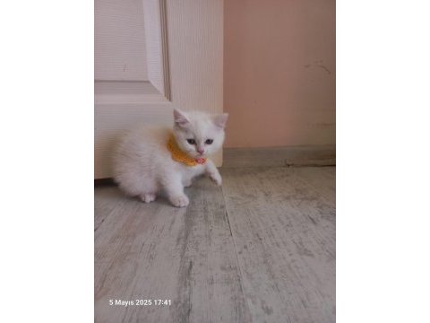 2 aylık pamuk british longhair