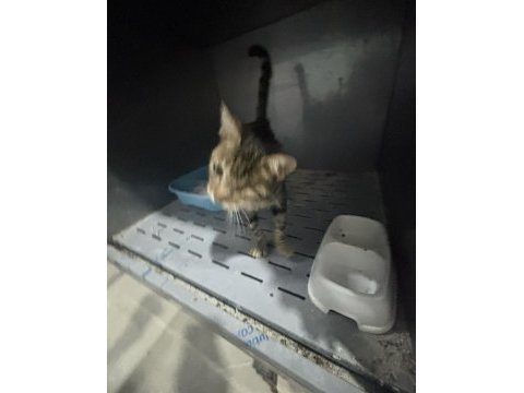 Tepe göz kedimiz illüminati yuva arıyor