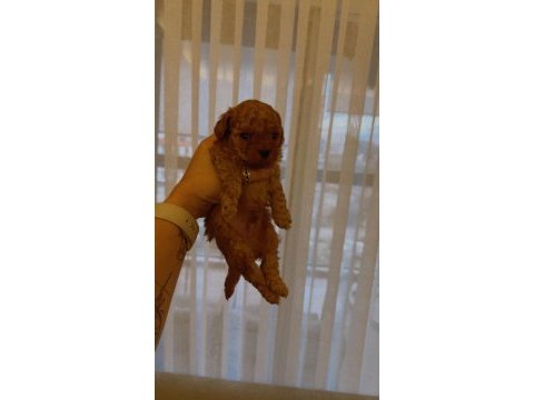 A kalite kg garantili toy poodle bebekler