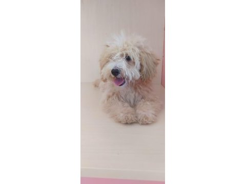 Maltese maltipoo