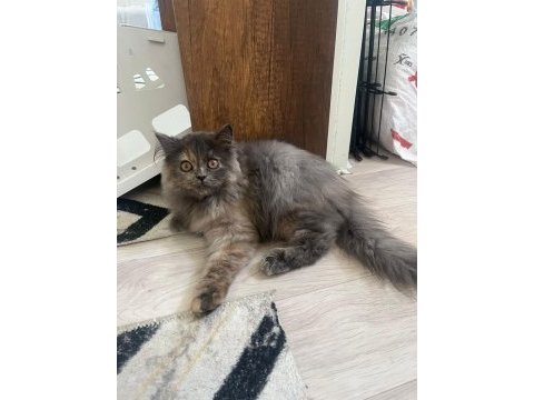 British longhair kedimiz 3 aylık