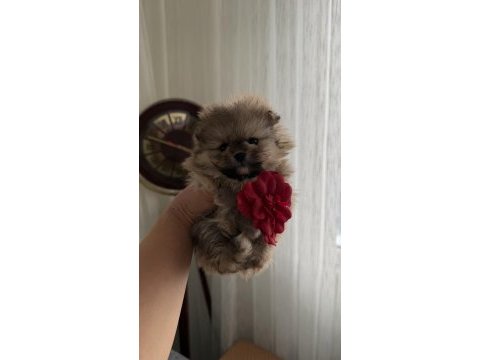 Süslü pomeranian kızlar