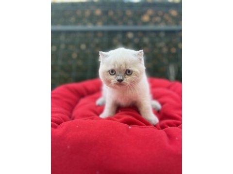 Biblo scottish fold blue point yavrular