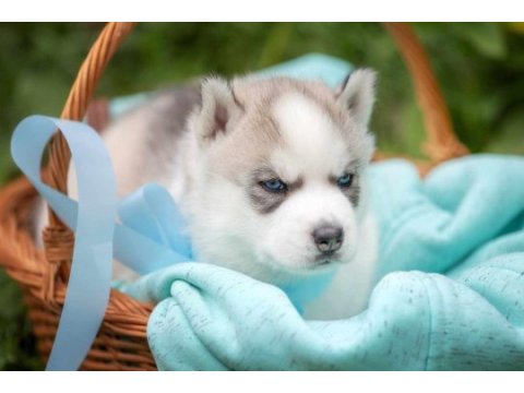 Husky yavruları